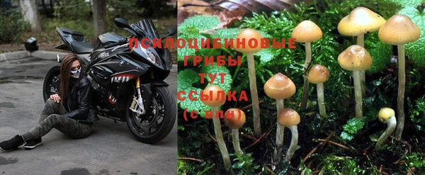 прущие крисы Аркадак